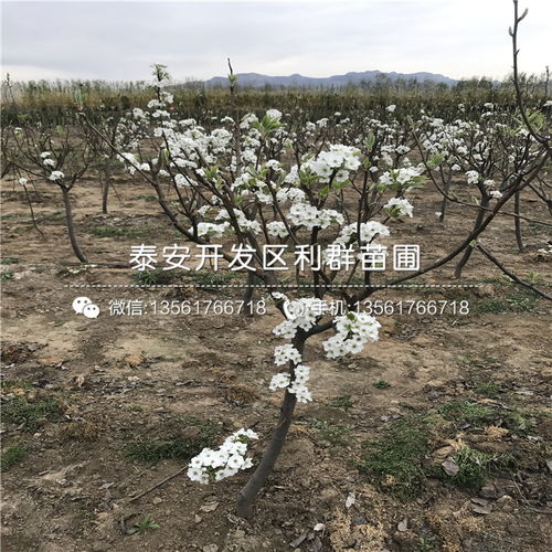 【山東黑梨樹苗出售價格、山東黑梨樹苗價格是多少】- 