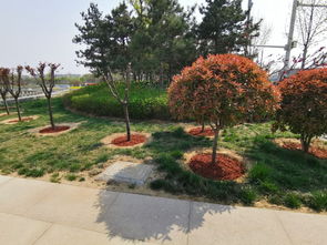 企業(yè)動(dòng)態(tài) 用有機(jī)覆蓋物扮靚梅河公園 演繹多彩園林景觀